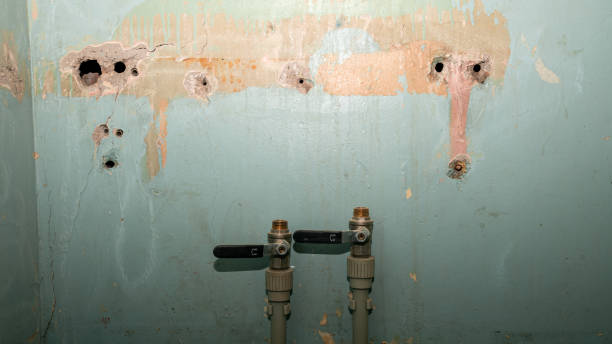 Best Mold removal after water damage  in Seffner, FL